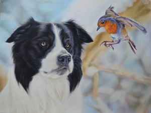 Border Collie and Robin Christmas Cards